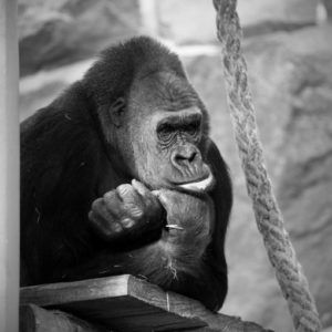 stage photo animalier