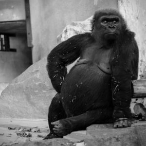 stage photo animalier