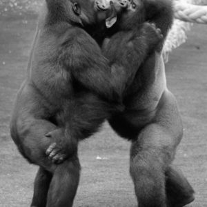 stage photo animalier