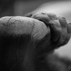 stage photo animalier