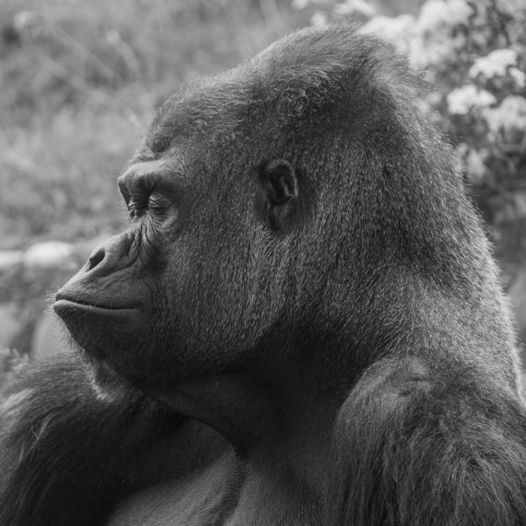 stage photo animalier