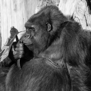 apprenez à photographiez les animaux