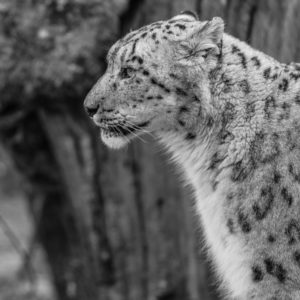 les ecrets du cadrage de la photographie animalière