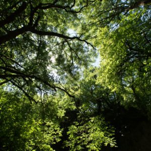 cours photo arbre et nature