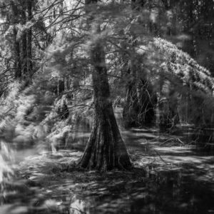 cours photo arbre et nature